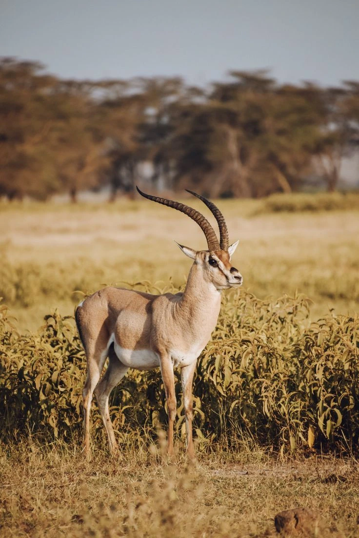 Kenya Hover